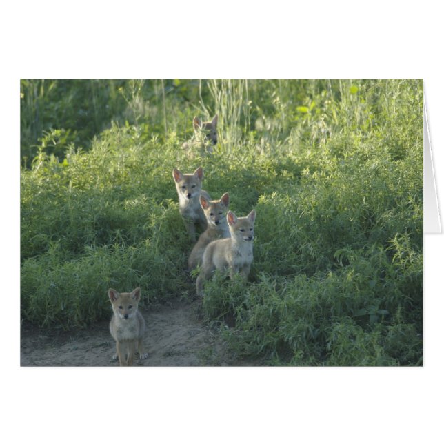 Cartão Coyote Clan (Frente Horizontal)