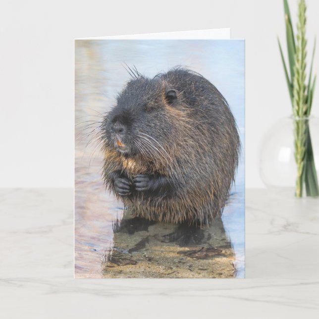 Cartão Coypu Sentado Na Água (Frente)