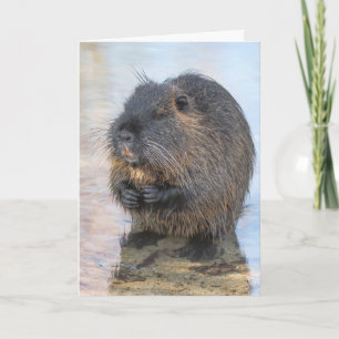Cartão Coypu Sentado Na Água