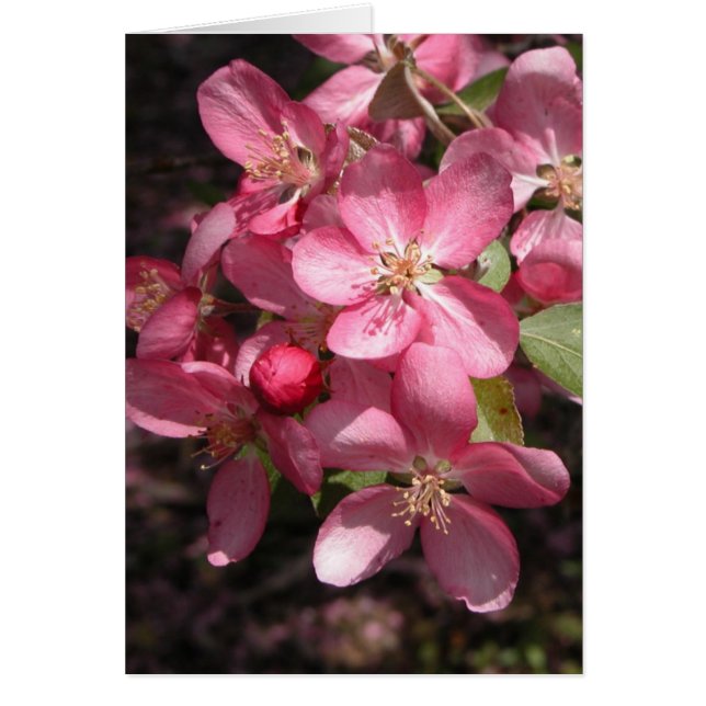 Cartão Crabapple cor-de-rosa (Frente)