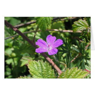 Cartão Cranesbill sangrento, ilhas de Aran, Ireland