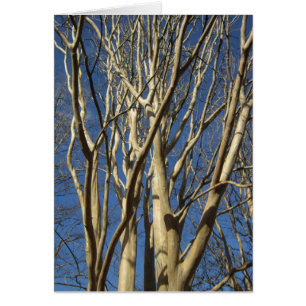 Cartão Crape Myrtle no inverno