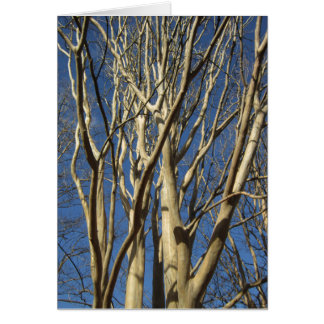 Cartão Crape Myrtle no inverno