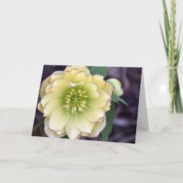 Cartão Cream Hellebore (Helleborus) Photo