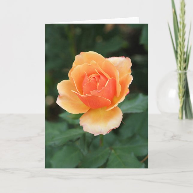 Cartão Creamy Orange Modern Rose (Frente)