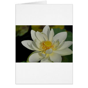 Cartão Creamy Water Lily.JPG