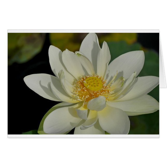 Cartão Creamy Water Lily.JPG (Frente Horizontal)