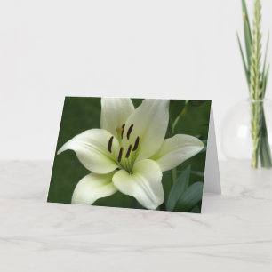 Cartão Creamy White Lily Card
