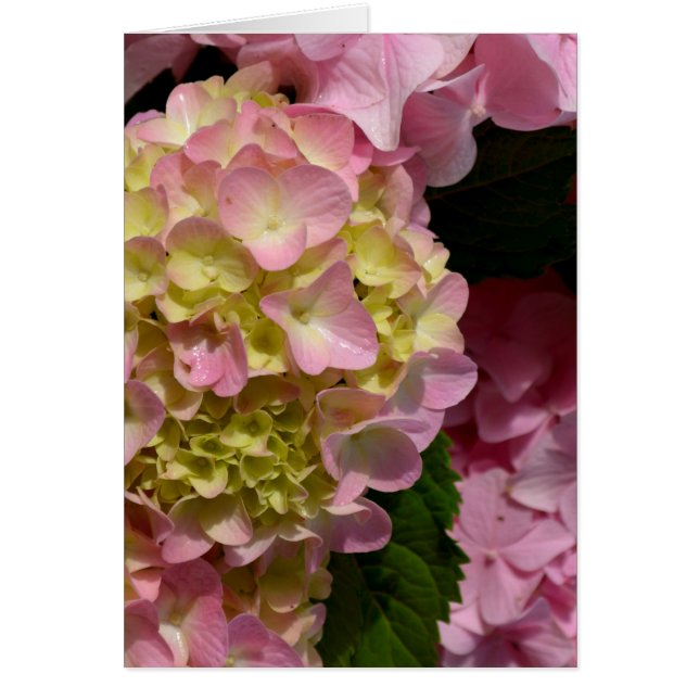 Cartão Creme cor-de-rosa Hydrangeas amarelas cor-de-rosa  (Frente)
