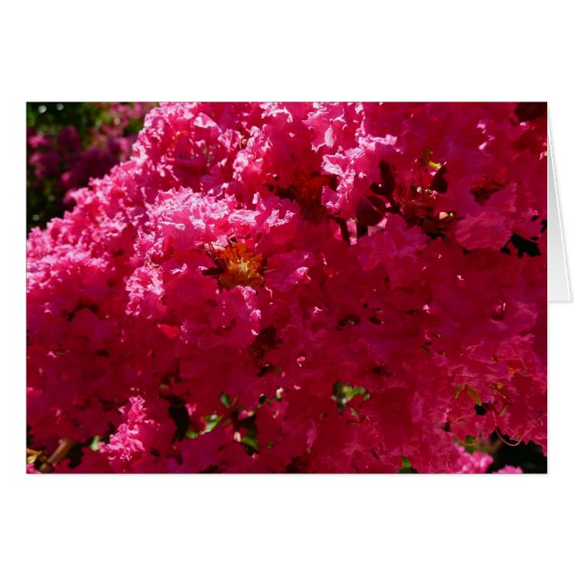 Cartão Crepe Myrtle Tree Magenta Floral (Frente Horizontal)