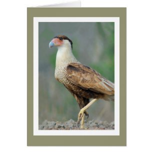 Cartão Crested Caracara