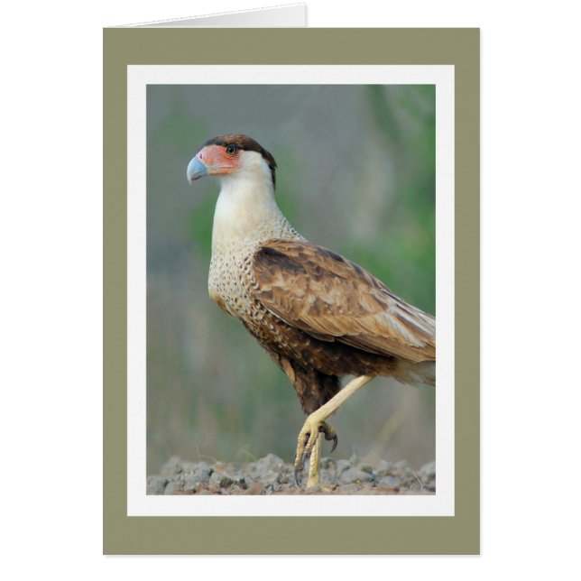 Cartão Crested Caracara (Frente)