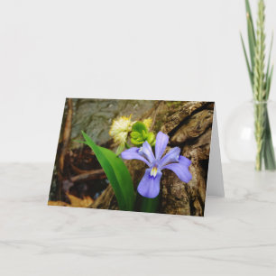 Cartão Crested Dwarf Iris blue purple white flower