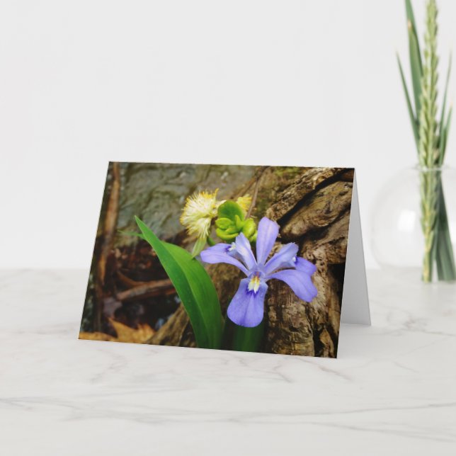 Cartão Crested Dwarf Iris blue purple white flower (Frente)