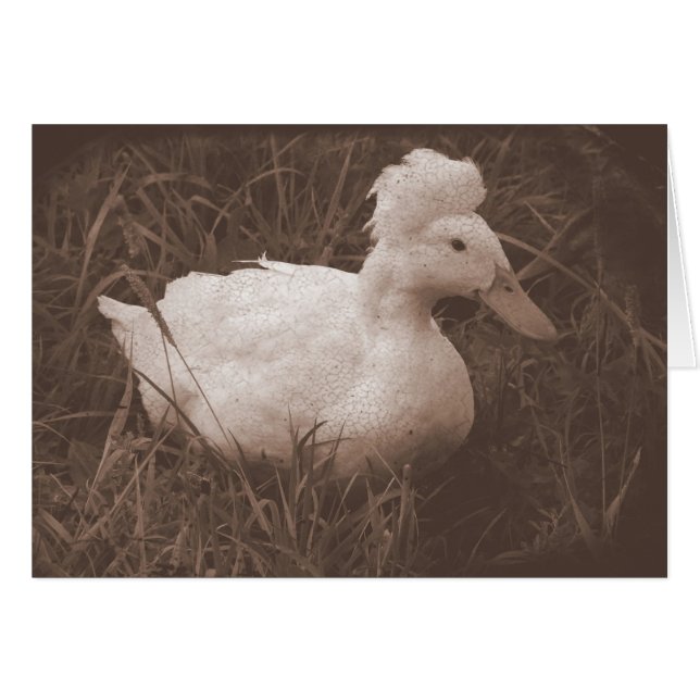 Cartão Crestie, o Pato Deitado (Frente Horizontal)