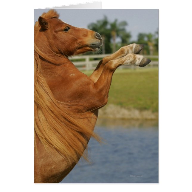 Cartão Criação de Cavalos Miniatura (Frente)