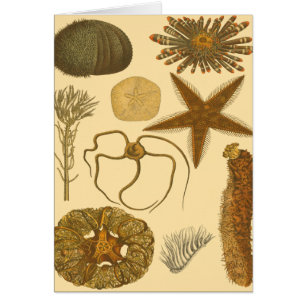 Cartão Criaturas do Mar Subaquático