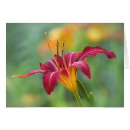 Cartão Crimson Lily - Daylily
