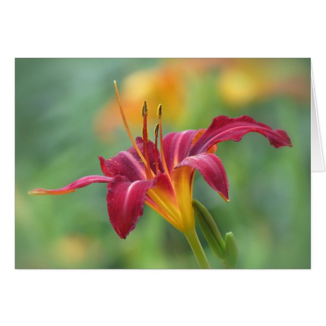 Cartão Crimson Lily - Daylily (Frente Horizontal)