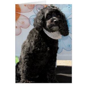 Cartão Críquete - caniche do Cocker -4