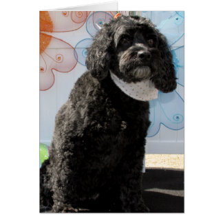 Cartão Críquete - caniche do Cocker -4