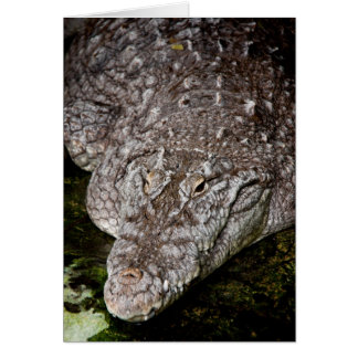 Cartão Crocodilo