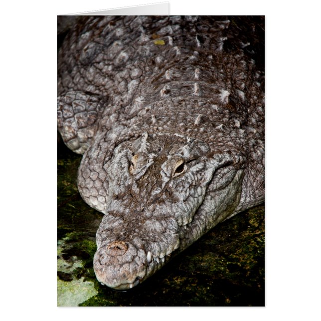 Cartão Crocodilo (Frente)