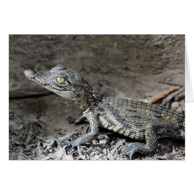 Cartão Crocodilo anão-bebê (Frente Horizontal)