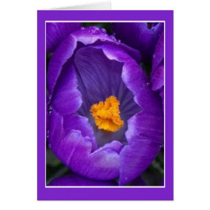 Cartão Crocus Blossom