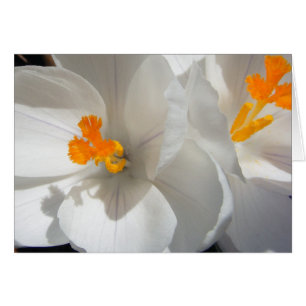 Cartão Crocus Branco