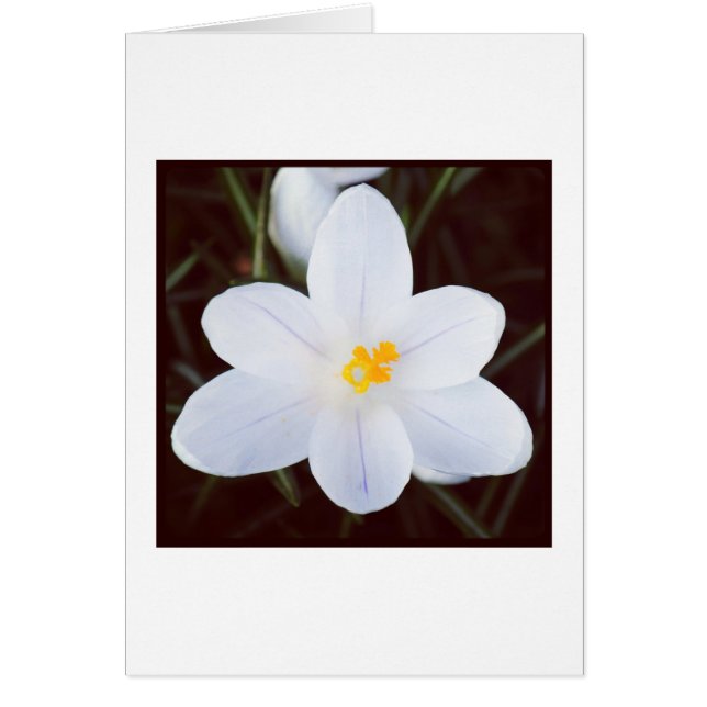 Cartão Crocus Branco (Frente)