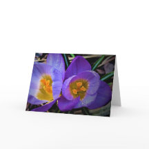 Crocus, card