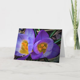 Cartão Crocus, card
