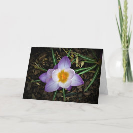 Cartão Crocus, carta