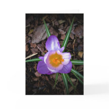 Crocus, carta