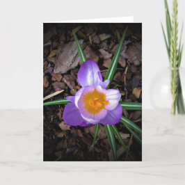 Cartão Crocus, carta
