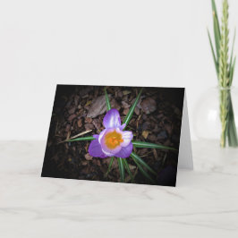 Cartão Crocus, carta