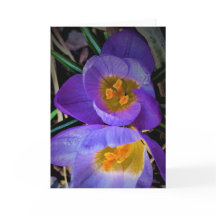 Crocus, carta