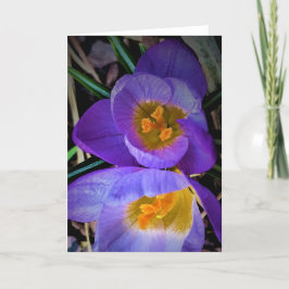 Cartão Crocus, carta