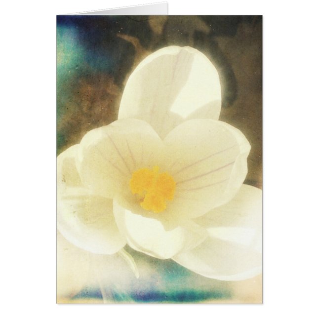 Cartão Crocus Flower Grunge (Frente)