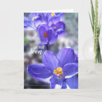 Crocus Obtenha Foto Em Breve