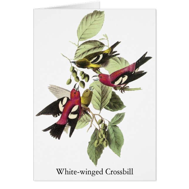 Cartão Crossbill Branco-voado - John James Audubon (Frente)