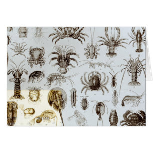 Cartão Crustáceos e aracnídeos