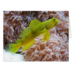 Cartão Cryptocentrus cinctus