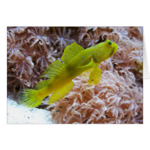 Cartão Cryptocentrus cinctus