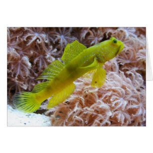 Cartão Cryptocentrus cinctus