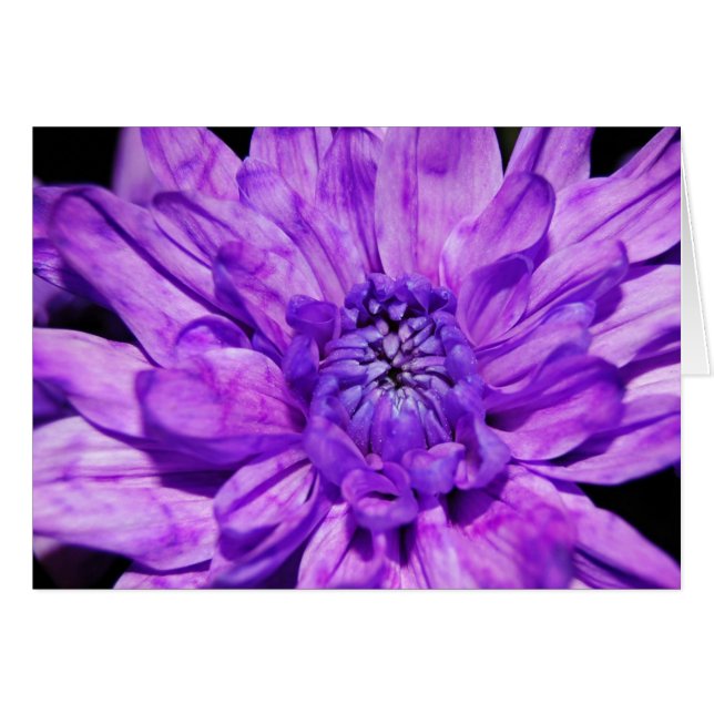 Cartão crysanthemum roxo (Frente Horizontal)