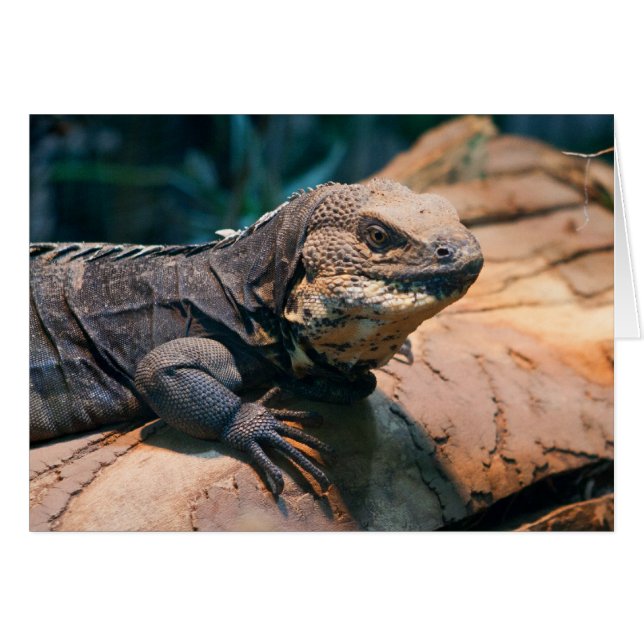 Cartão Ctenosaura melanosterna (Frente Horizontal)