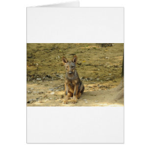 Cartão Cub do Lobo Bonito