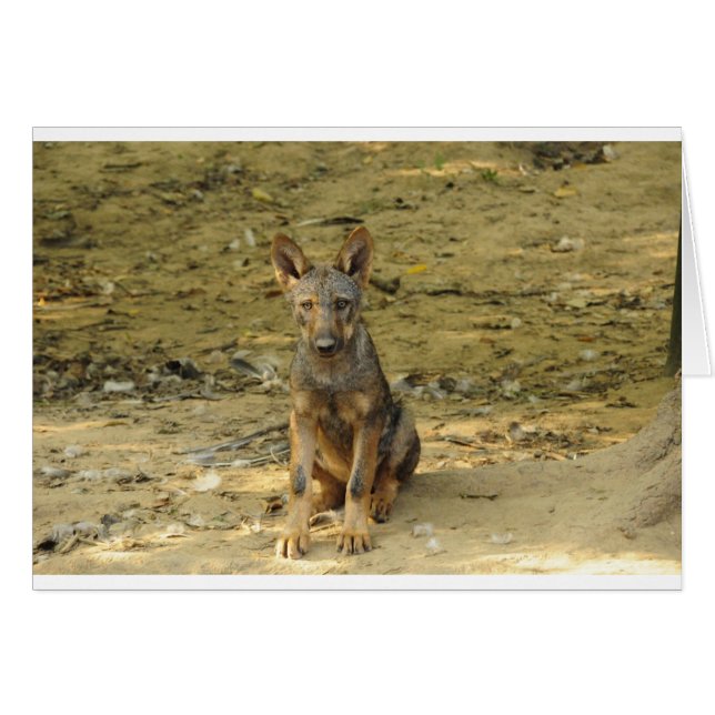 Cartão Cub do Lobo Bonito (Frente Horizontal)